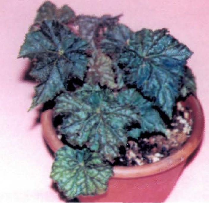 B. ‘Around Janet Brown’